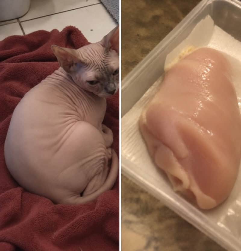 Sphynx cat with hairless, wrinkled skin sitting on a red blanket next to raw chicken breast.