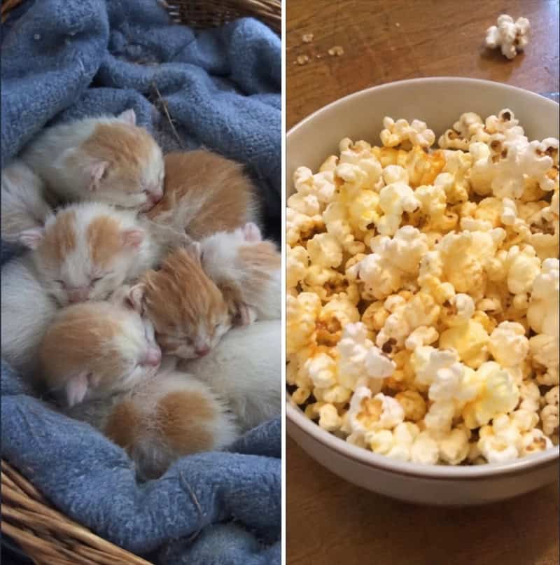 Group of tiny kittens sleeping together next to a bowl of popcorn.