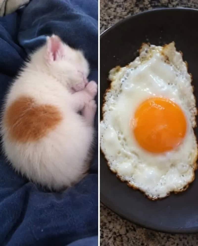 Kitten sleeping next to a fried egg on a black plate.