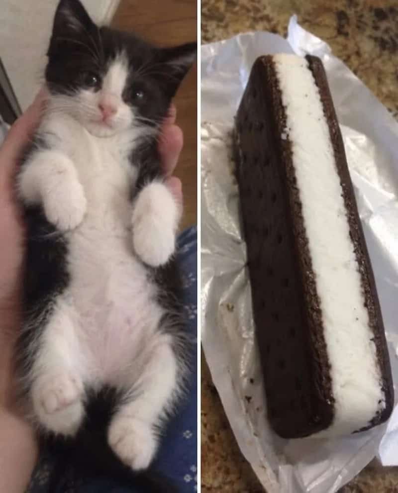Black and white kitten next to a chocolate and vanilla ice cream sandwich.