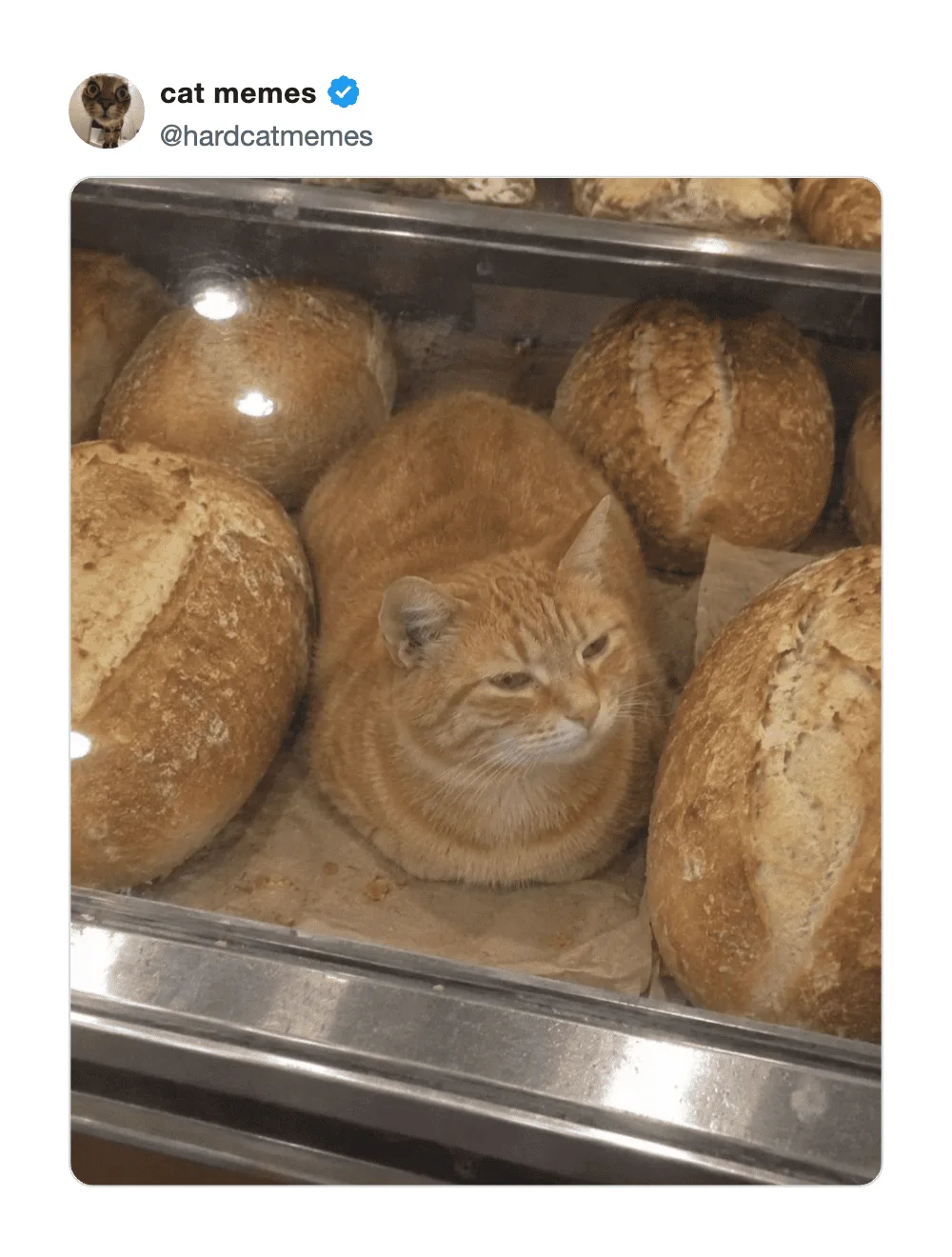 Cat among bread loaves in a bakery display case.