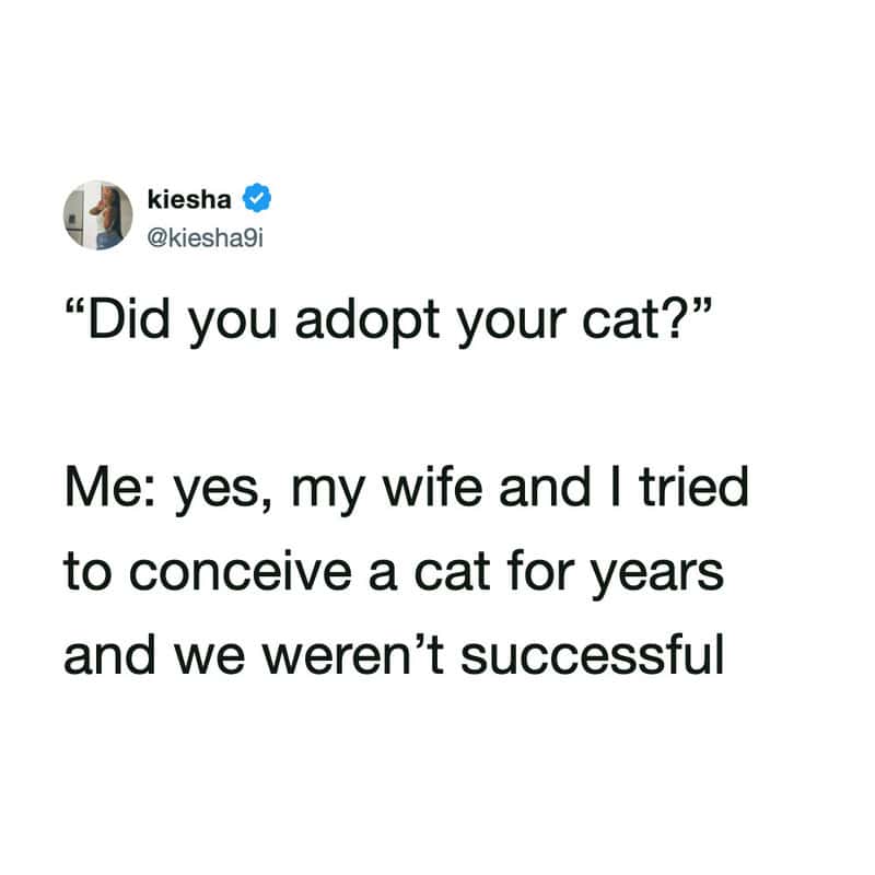 Quote about adopting a cat from a social media post.