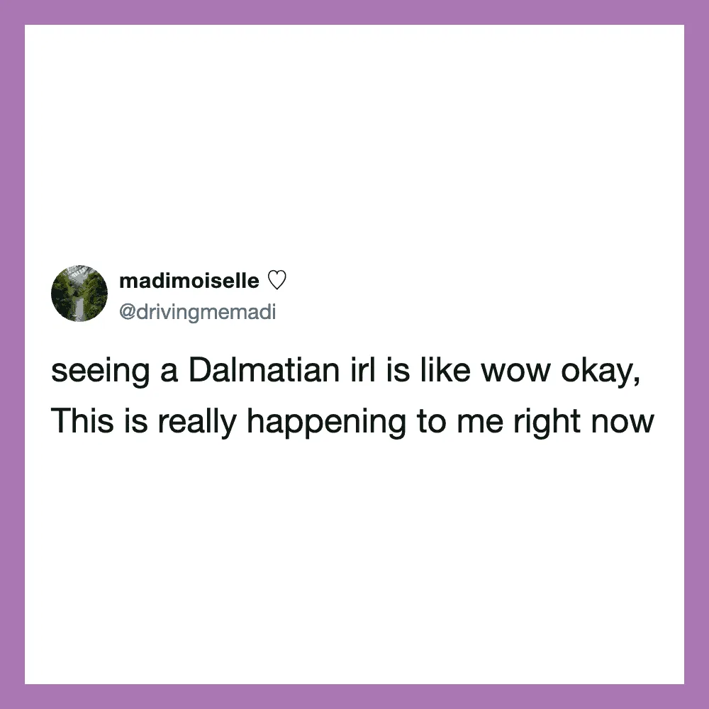 Tweet by madmoiselle about seeing a Dalmatian in real life.