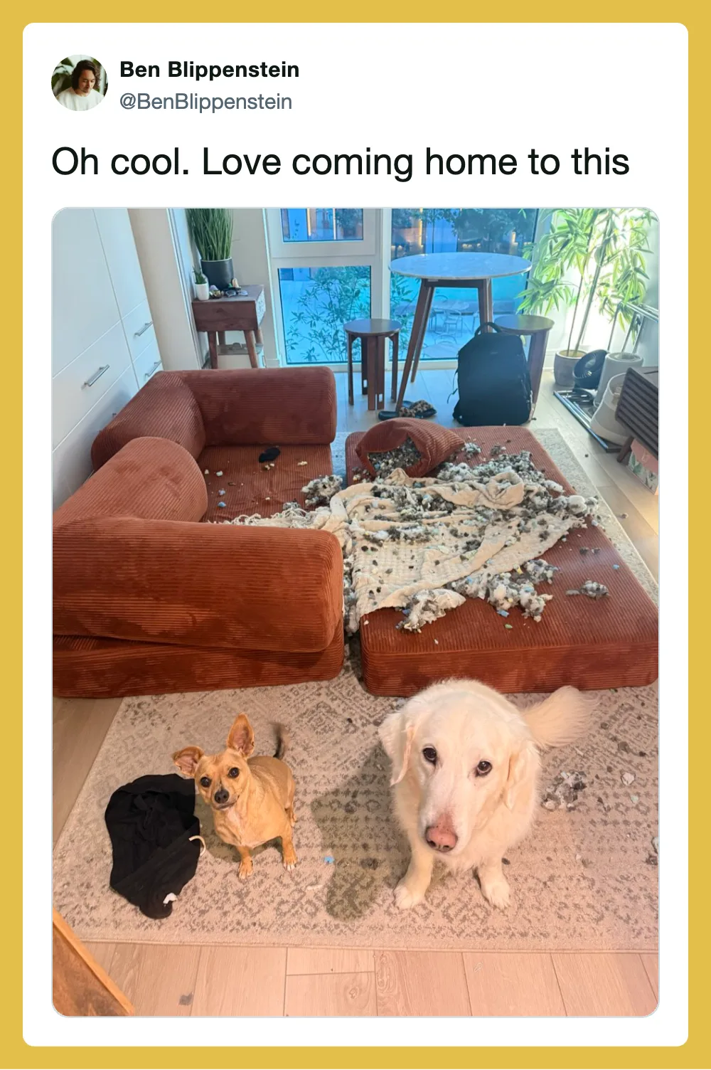 Two dogs in a messy living room with torn-up furniture and a broken blanket.