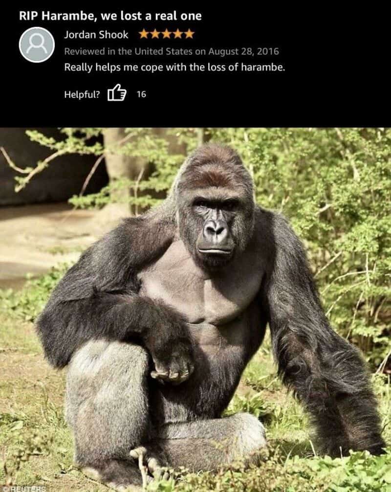 RIP Harambe, we lost a real one. Gorilla sitting outdoors, looking serious.