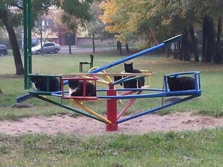 Colorful merry-go-round with two black cats sitting on it in a park.