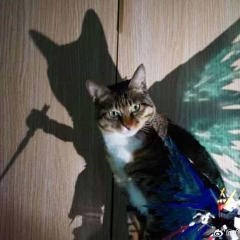 Cat sitting in front of a wooden door with a shadow resembling a sword and shield.