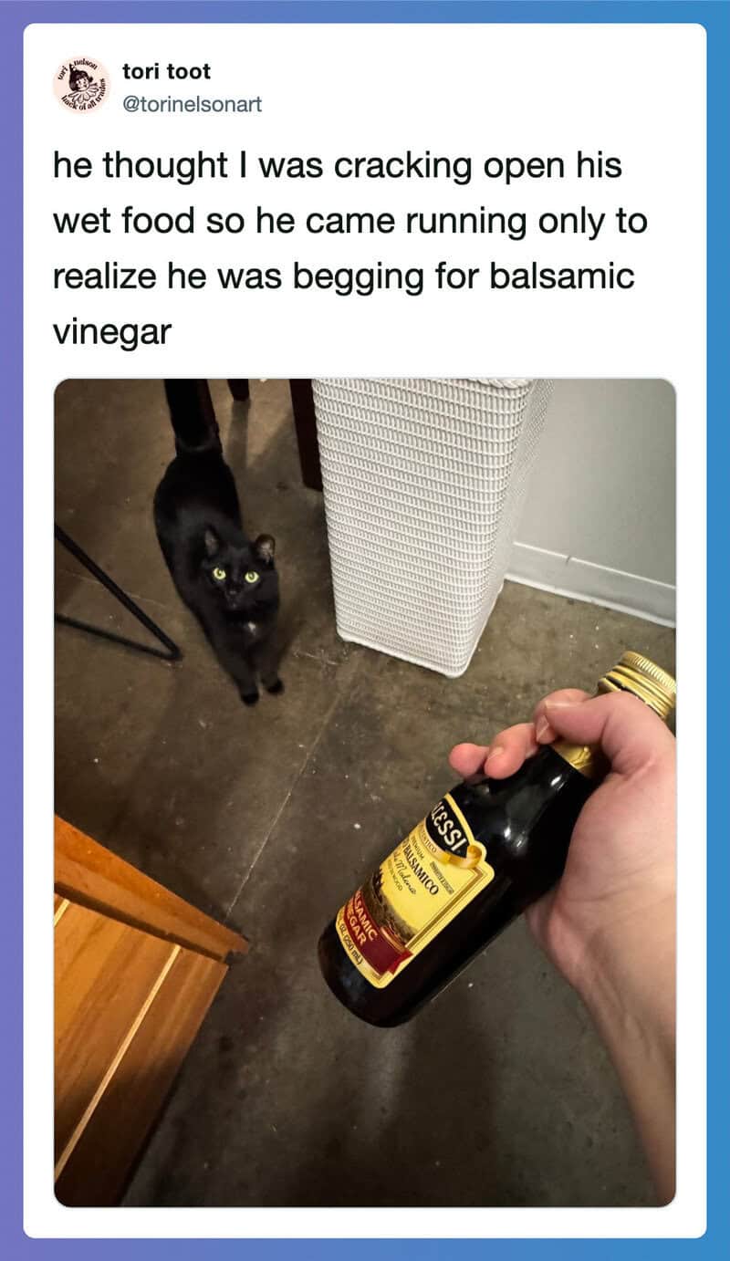 Black cat looking up at a hand holding a bottle of balsamic vinegar.