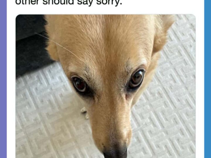 Dog looking up at the camera with a treat in its mouth.