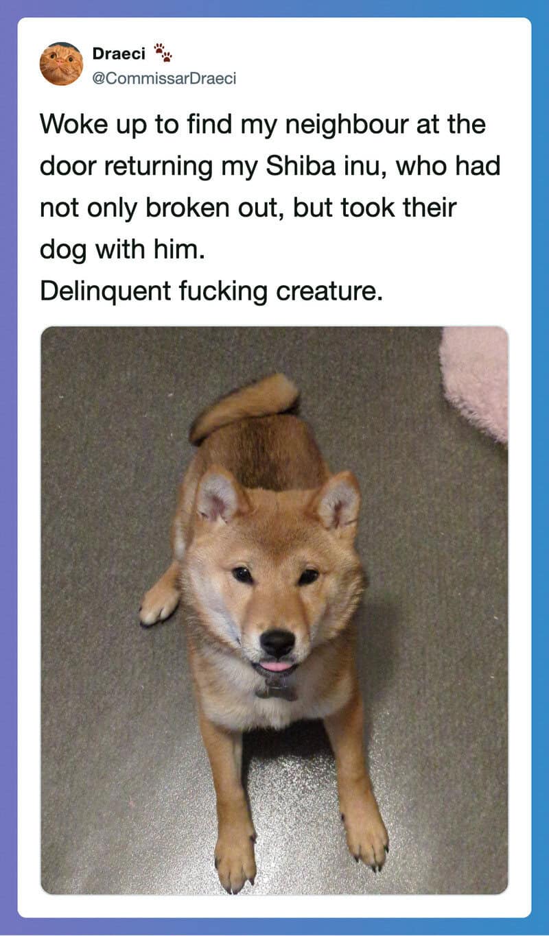 Shiba Inu dog with a broken leg and a bandage, looking up.