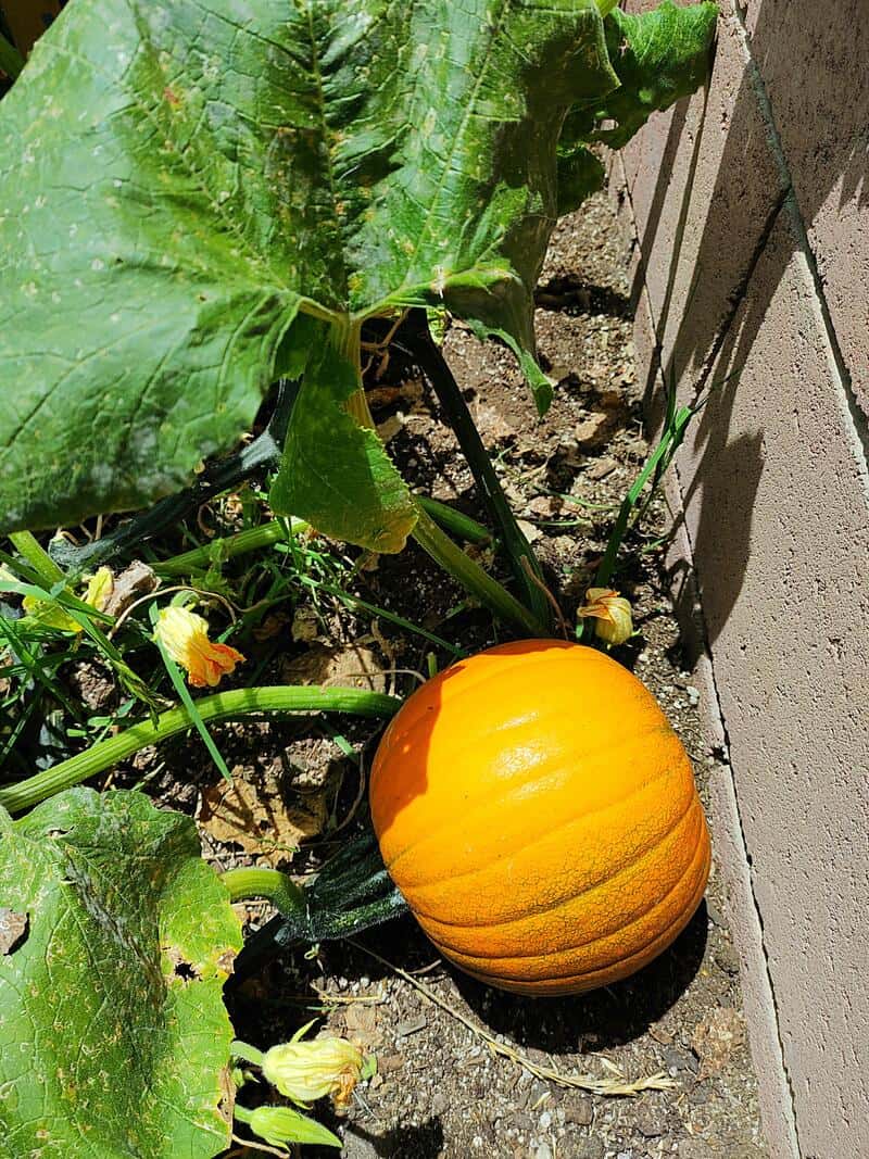 Pumpkin growing next to a large green leaf and a brick wall.