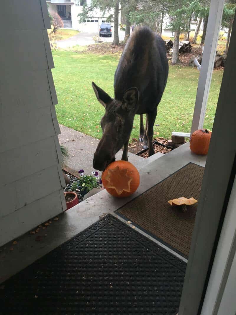 A black dog with a pumpkin in its mouth on a porch during fall.