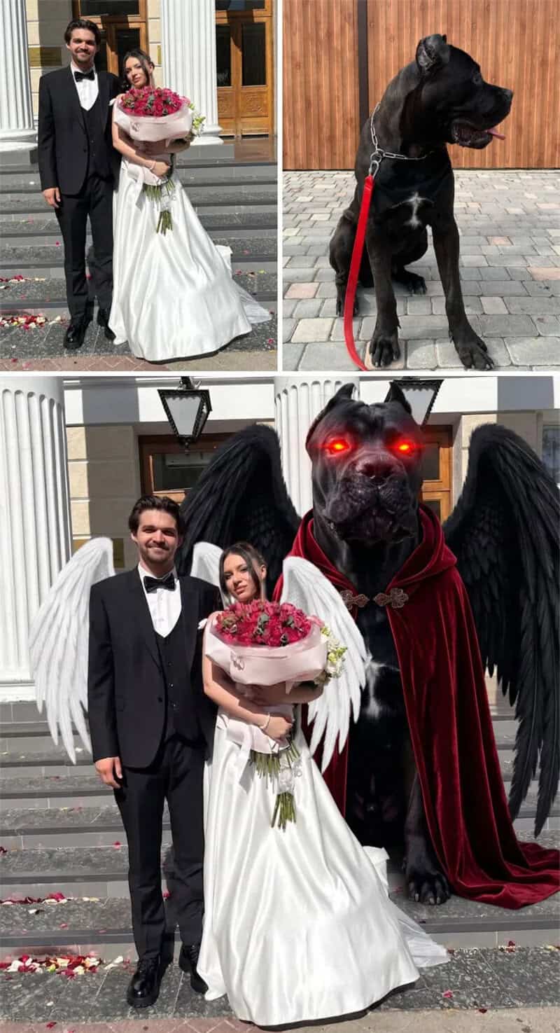 Funny photos of a wedding with a giant dog dressed as a demon with wings.