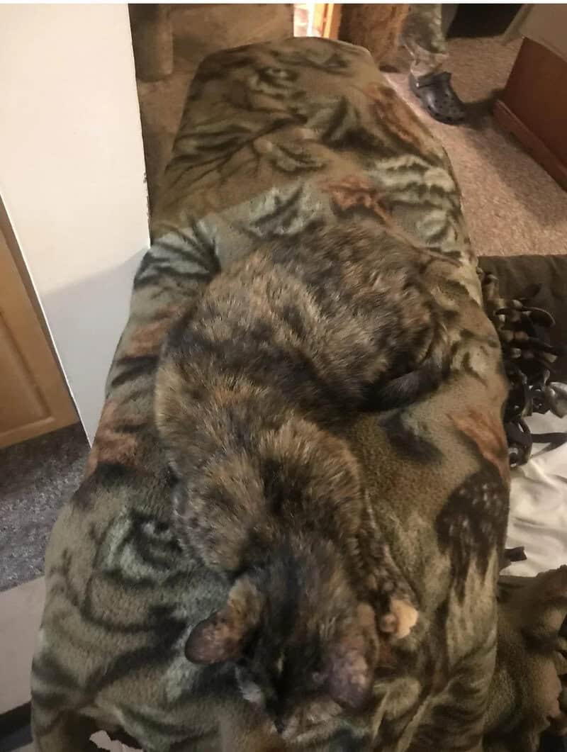 Sleeping cat on tiger-patterned blanket in a cozy room.