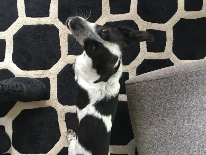 Black and white dog looking up on a patterned black and white rug.
