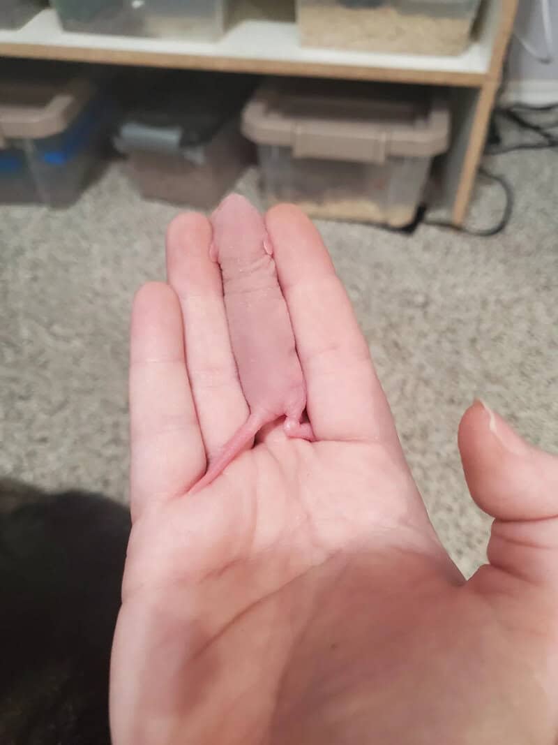 Close-up of a hand with a small, pink, finger-like object on the palm.