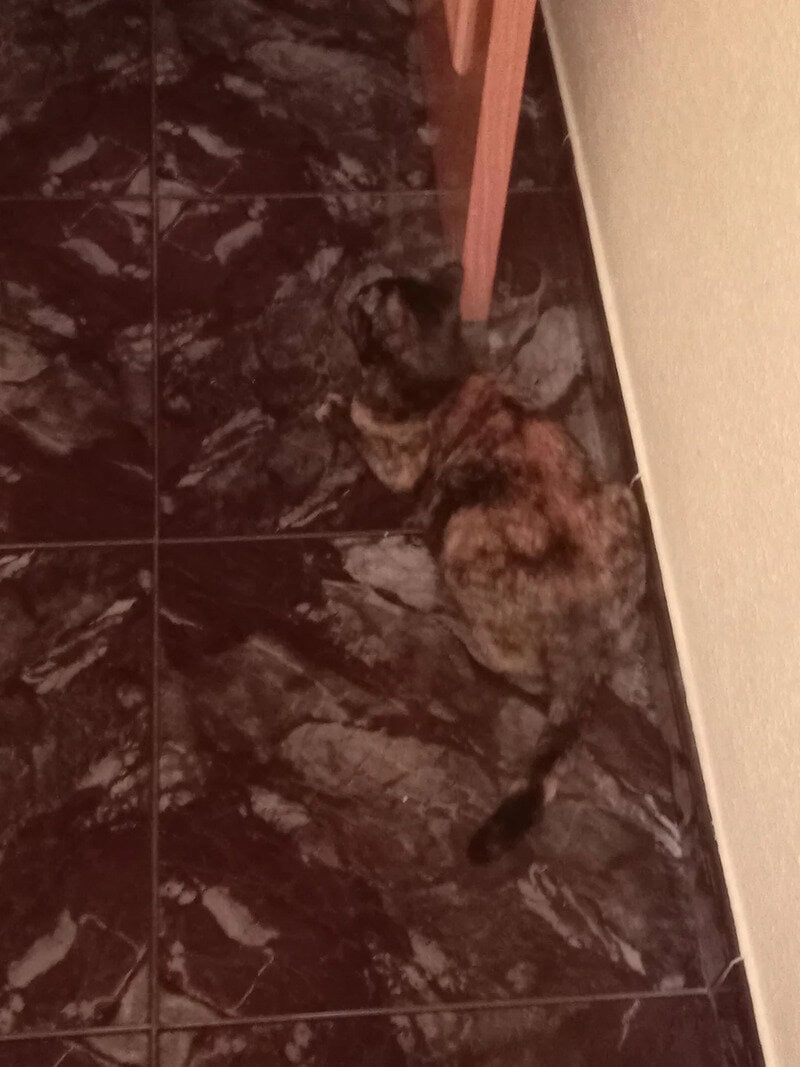 A small cat lying on a dark marble floor near a wall and a wooden leg of furniture.