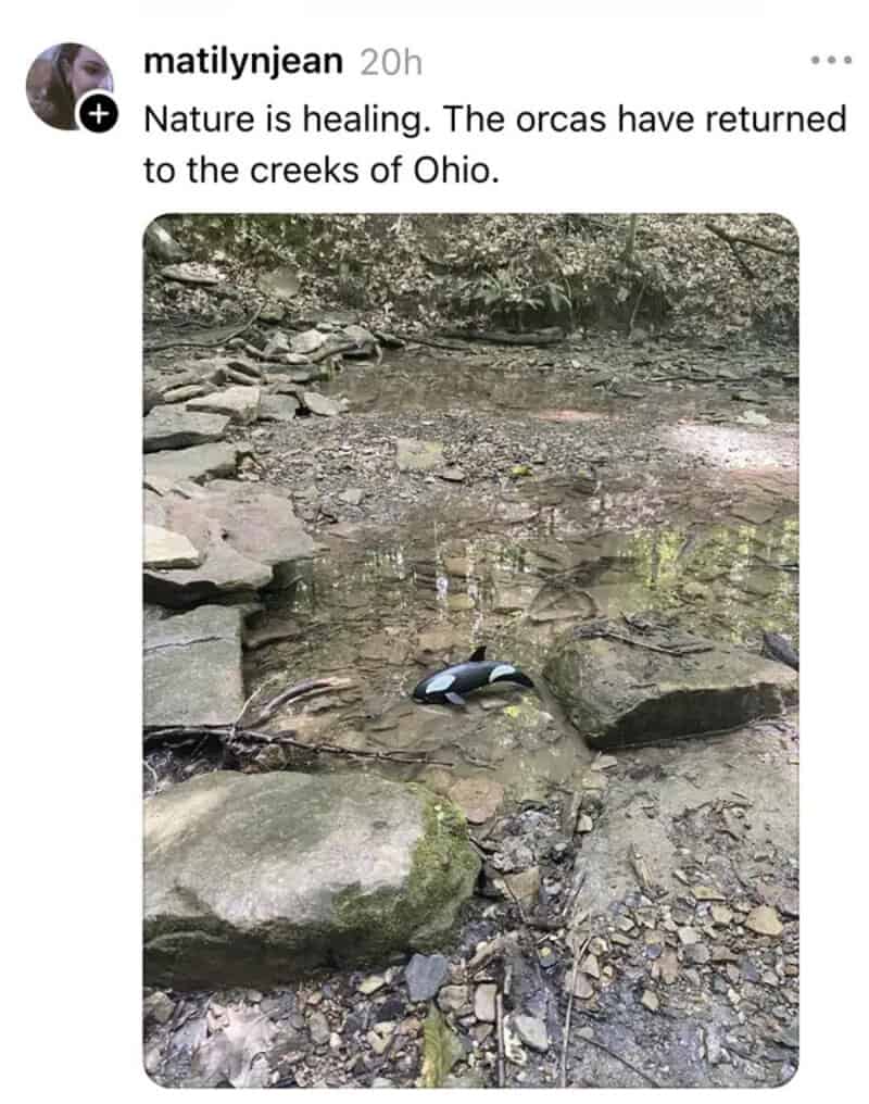 Orca whale toy on creek bed with rocks and water in Ohio.