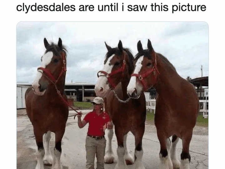 Three giant horses with a person in front for scale, showing their enormous size.