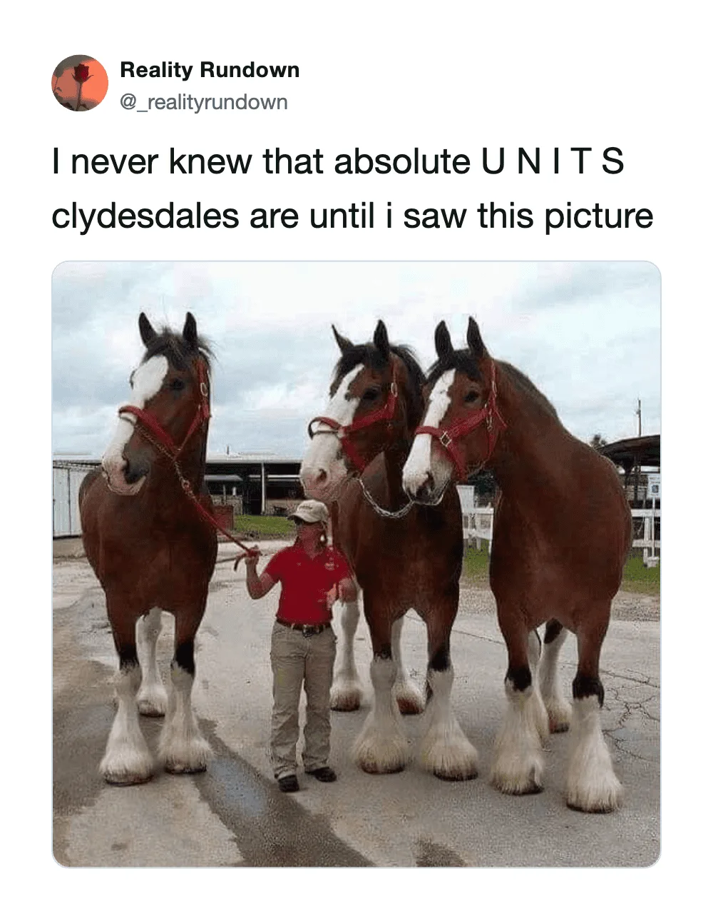 Three giant horses with a person in front for scale, showing their enormous size.