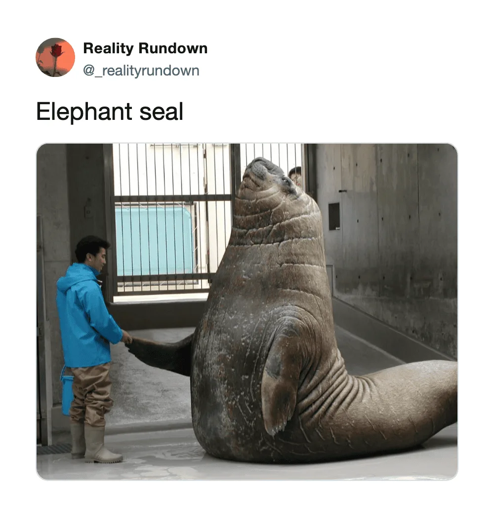 Elephant seal with a person touching its tail in a zoo enclosure.