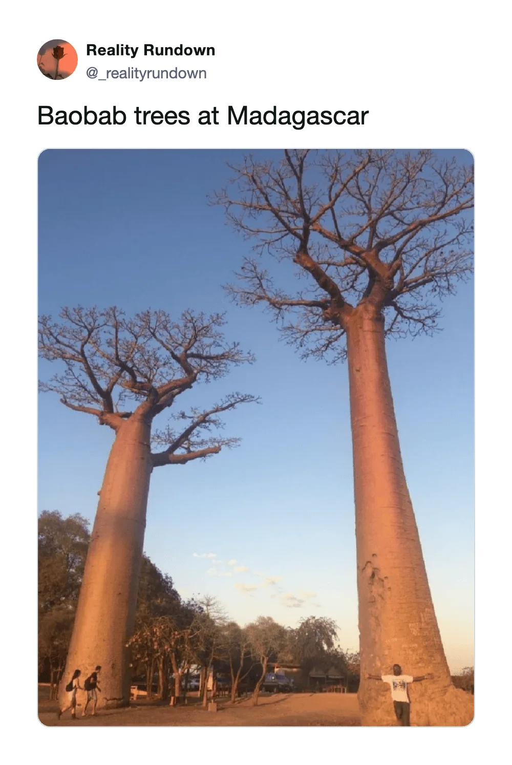 Baobab trees at Madagascar with a clear blue sky in the background.