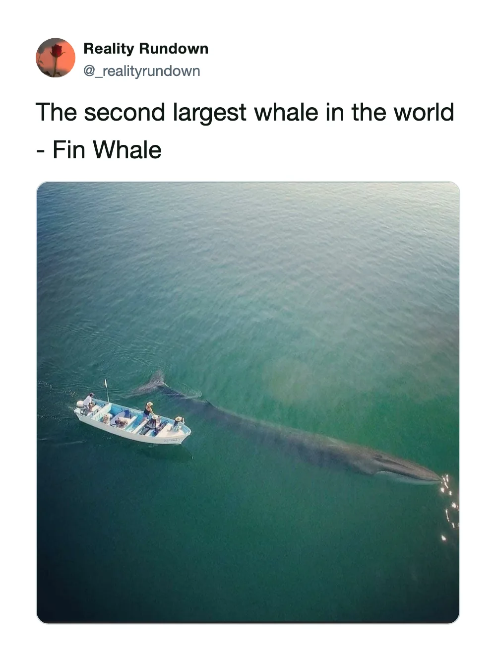 A boat with people is seen from above, with a large whale swimming nearby in the water.