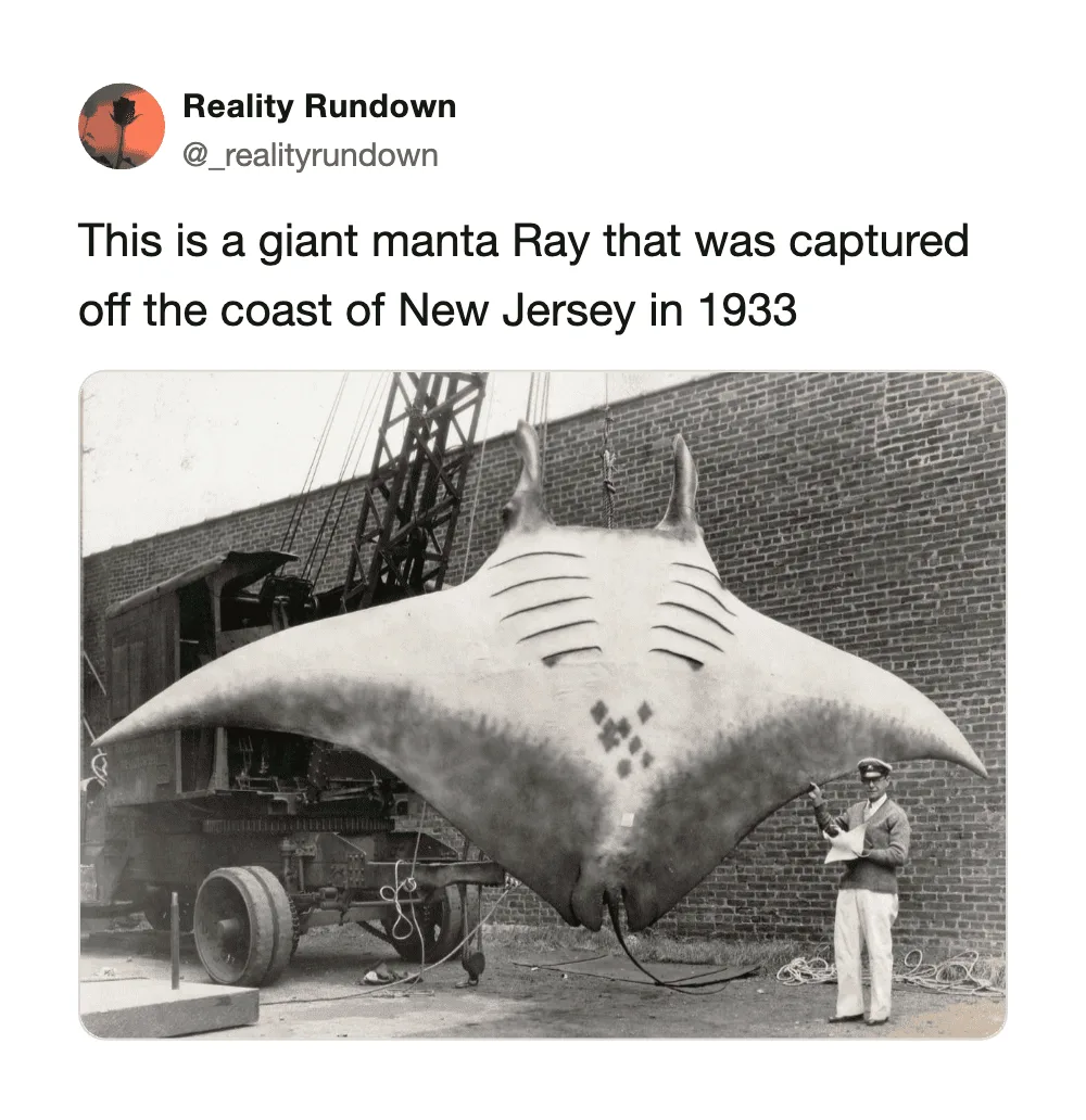 Giant manta Ray captured off New Jersey coast in 1933, shown with a man for scale.