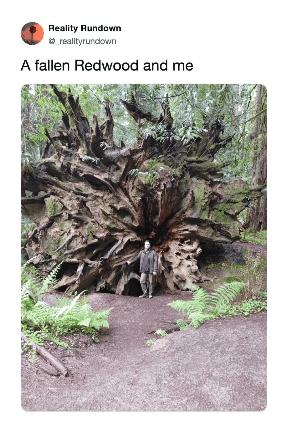 Person standing in front of a fallen Redwood tree in a forest.