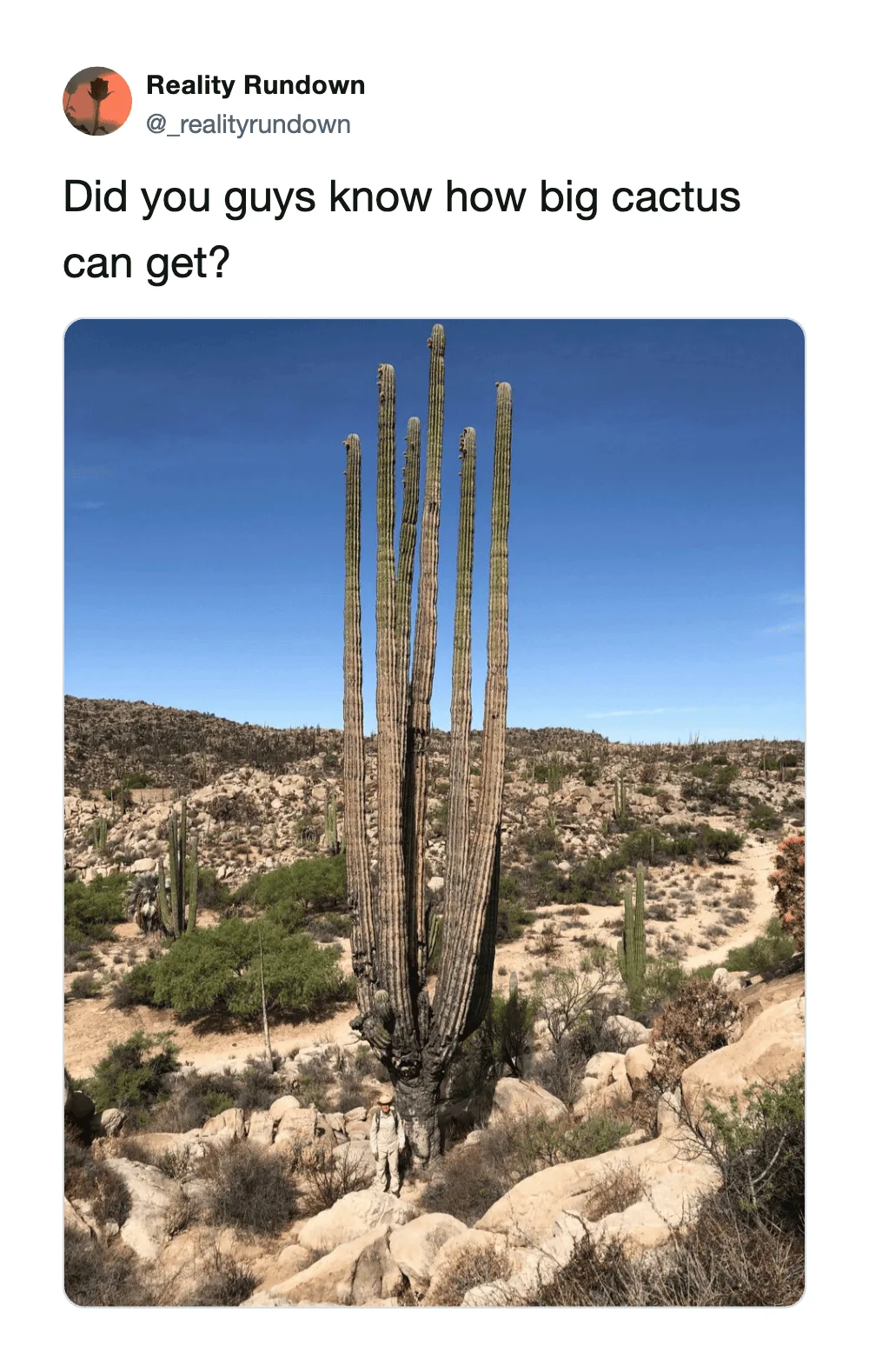 Huge cactus in desert with smaller plants and rocks, under blue sky.