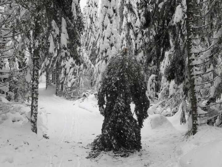 Snow-covered forest with tall trees and a snow path.