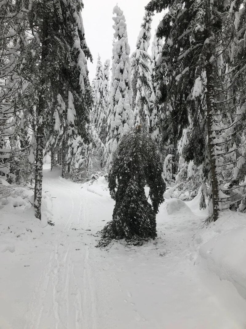 Snow-covered forest with tall trees and a snow path.