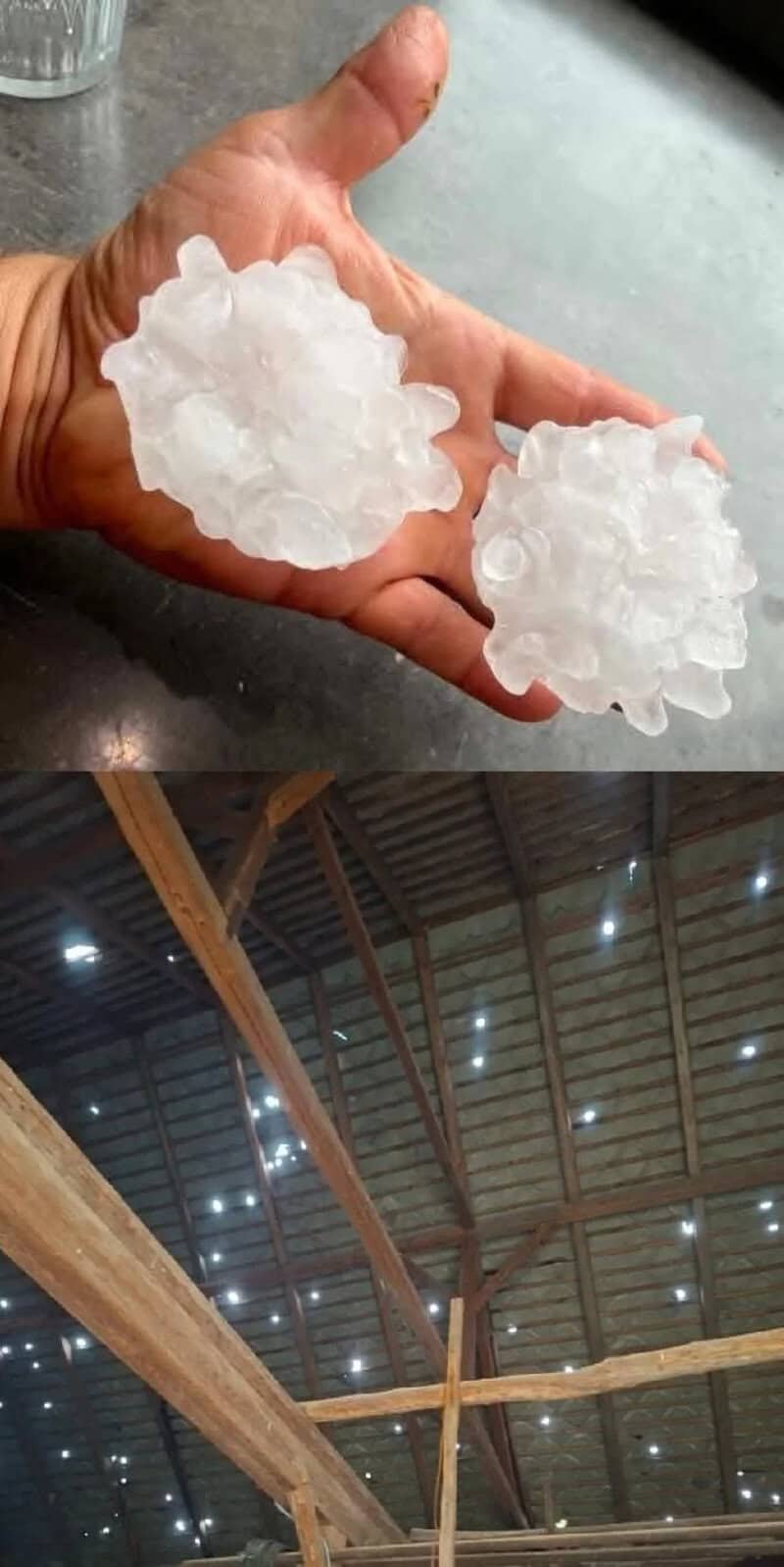 Hand holding two large hailstones, with a barn ceiling in the background.