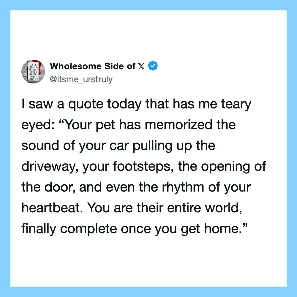 Quote about pets memorizing sounds and heartbeat, from Wholesome Side of X.