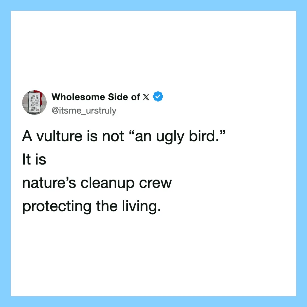 A vulture is not an ugly bird. It is nature's cleanup crew protecting the living.