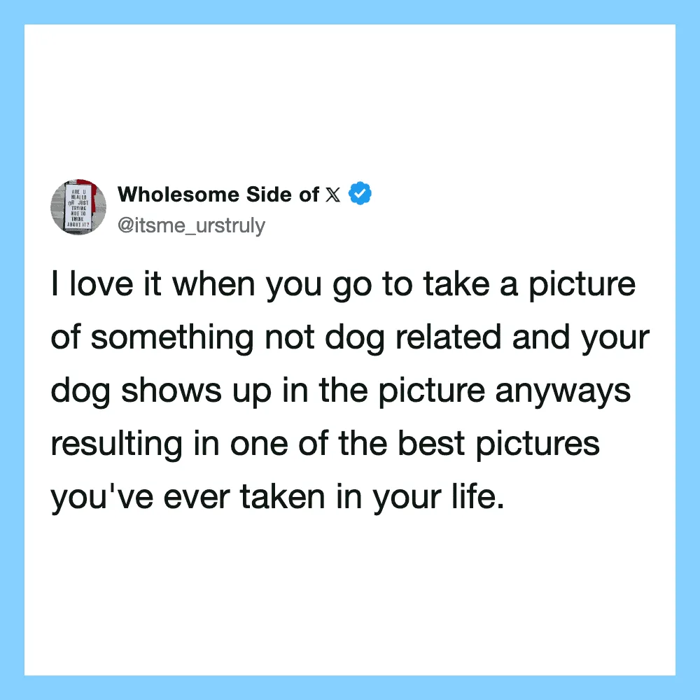 A tweet from Wholesome Side of X about taking pictures of non-dog related things.