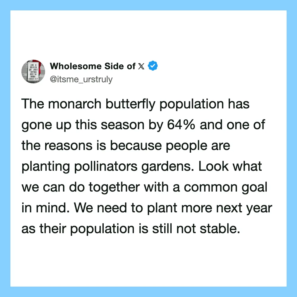Wholesome Side of X: Monarch butterfly population up 64% due to pollinator gardens.