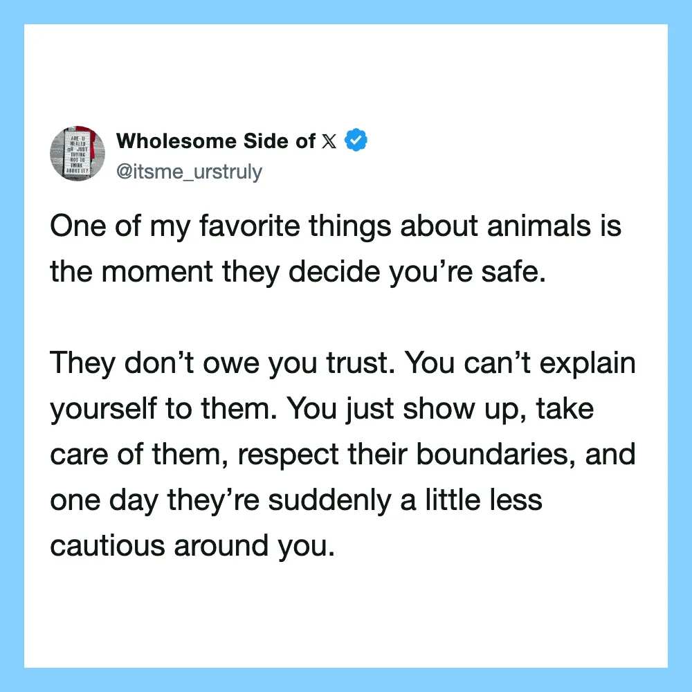 Quote about animals and trust from Wholesome Side of X.