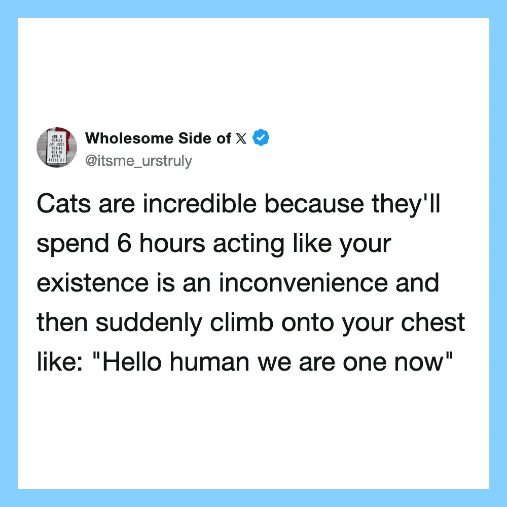 Cats act like humans, climbing on your chest and acting like your existence is an inconvenience.