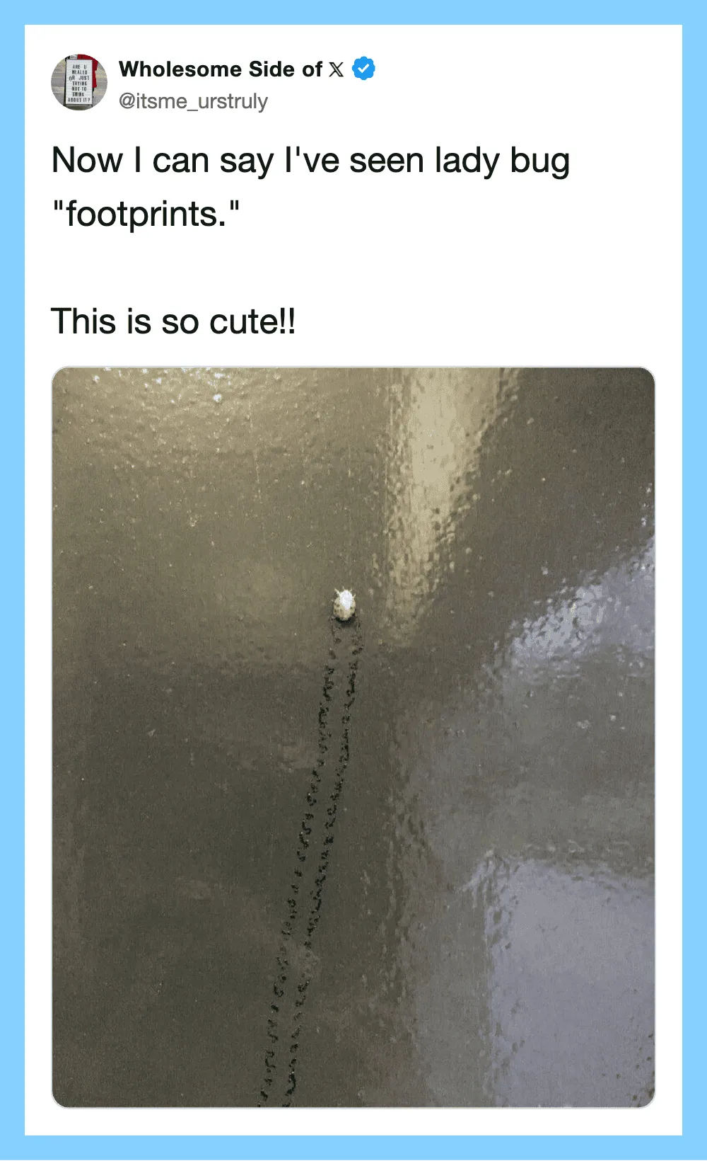 Lady bug footprints on a wet surface, very cute and detailed.