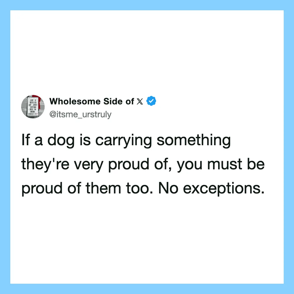 Quote about dogs carrying things and being proud of them from Wholesome Side of X.