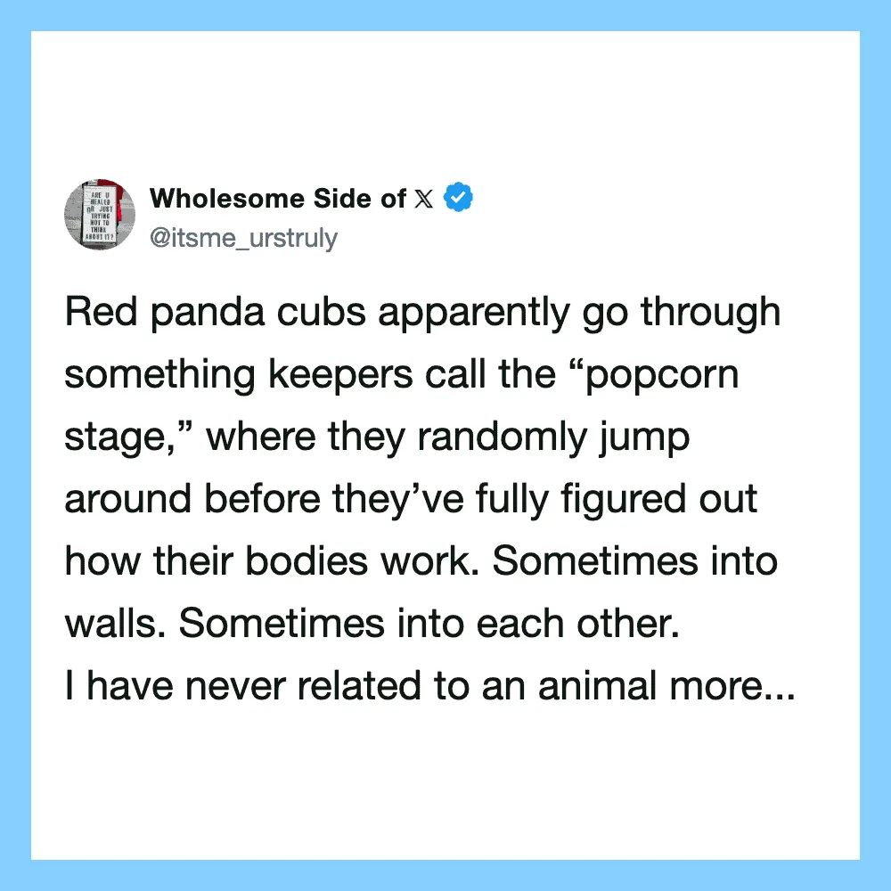 Red panda cubs jumping around in a playful scene.