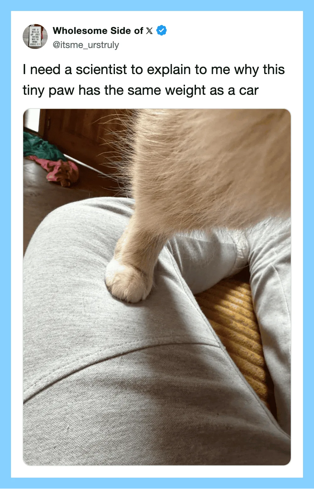 Close-up of a tiny paw on a person's lap, with a caption about its weight.